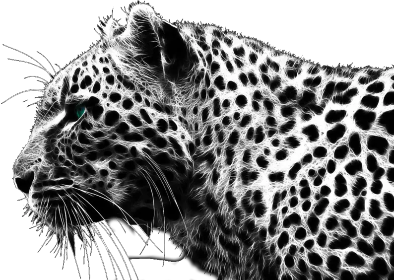 Cheetah Png Black Cheetah Png Cheetah Png