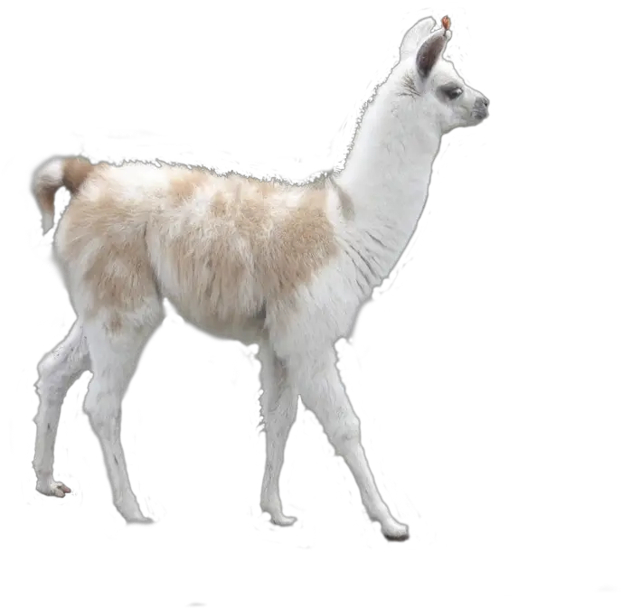 Llama Png For Free Download Llama Png Llama Png