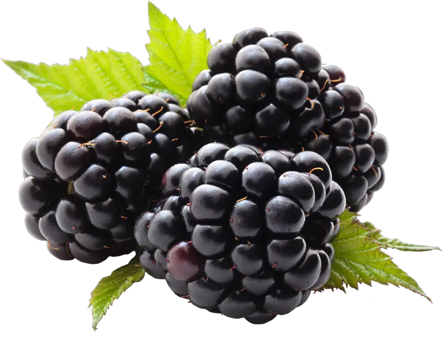 Blackberry Fruit Png File Blackberry Png Fruit Png Images