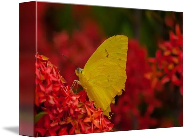 Yellow Butterfly Gonepteryx Rhamni Png Yellow Butterfly Png