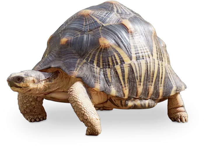 Tierpark Hellabrunn Radiated Tortoise Schildkröte Transparent Png Tortoise Png