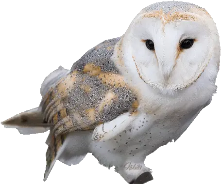 Top Barn Owl Stickers For Android Ios Transparent Snowy Owl Gif Png Barn Owl Icon