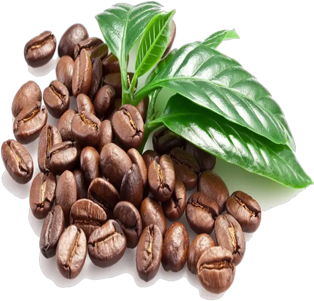 Coffee Bean Unroasted S13s16s18 For Export 84965556215 Buy Colombian Green Coffee Beanscoffee Beans Arabicaarabica Green Coffee Cafe De Veracruz Png Coffee Beans Transparent png