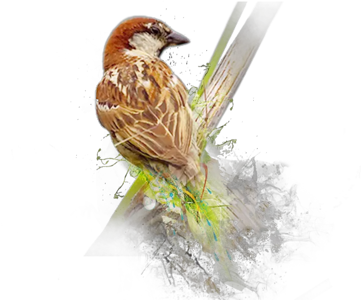 Sparrow Png Image World Sparrow Day 2019 Theme Sparrow Png