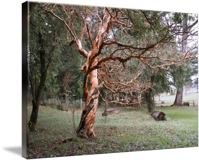 Spooky Tree By Jon Tarr Grove Png Spooky Tree Png