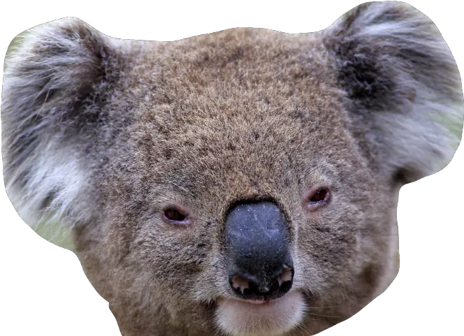 Download Koala Png Image With No Background Pngkeycom Koala Koala Png