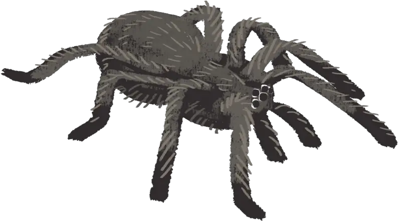 Download Hd Tarantula Spider Tarantulas Png Tarantula Png