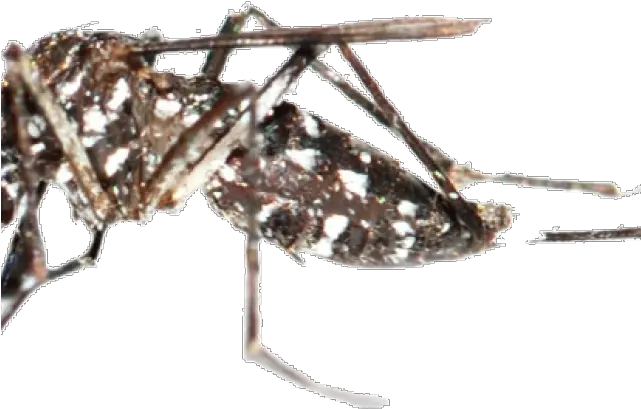 Mosquito Png Transparent Images 25