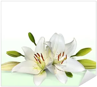 Easter Lily Flowers Also Known As November Lilies Sticker U2022 Pixers We Live To Change Transparent Background Easter Lily Png Easter Lily Png