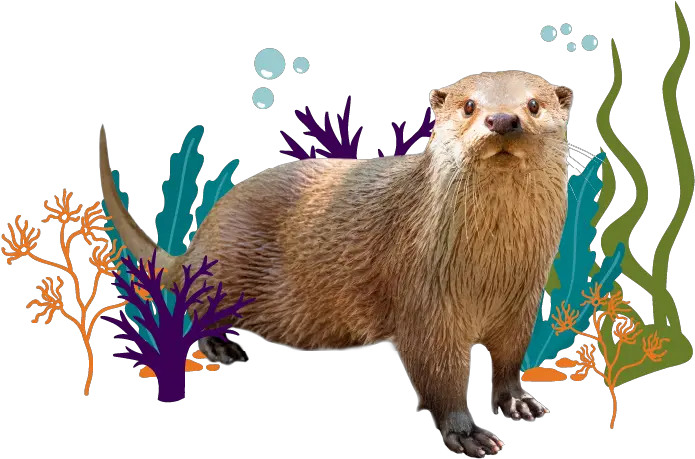 Great Lakes Initiatives Zoological Society Of Milwaukee North American River Otter Png Sea Otter Icon