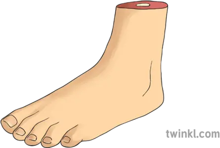 A Foot Illustration For Women Png Foot Png