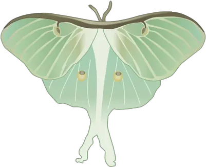 Download Luna Moth Clipart Watercolor Luna Moth Drawin G Transparent Luna Moth Clipart Transparent Background Moths Png Moth Icon