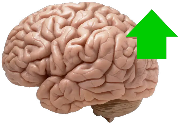 Quotes Brain Looks Like Png Bobby Kennedy The Making Of A Liberal Icon