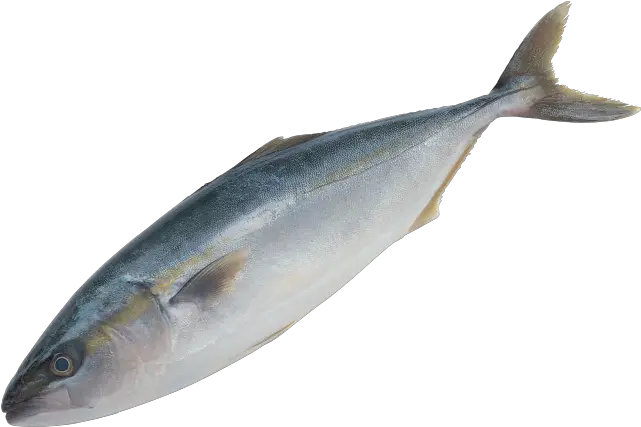 100 Fish Png Image Download Fish Transparent Background