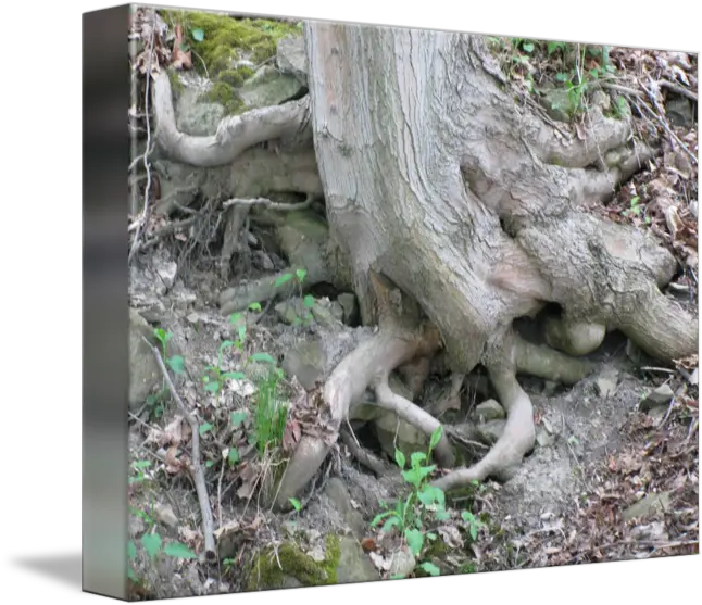 Tree Roots By Soil Png Tree With Roots Png