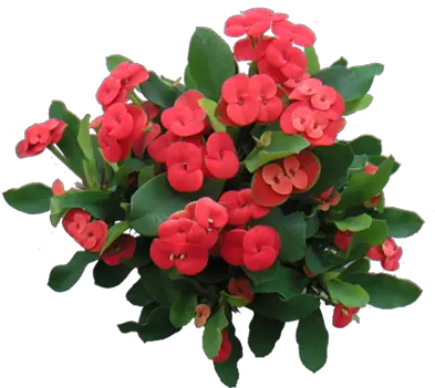 My Crown Of Thorns Looks Like This When It Blooms Euphorbia Milii Png Crown Of Thorns Png