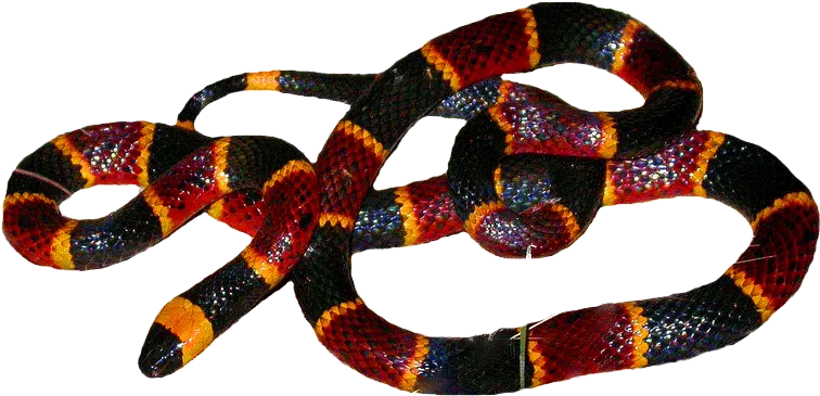 Carolina Reptile Rescue U0026 Education Center How To Id A Eastern Coral Snake Png Snake Transparent