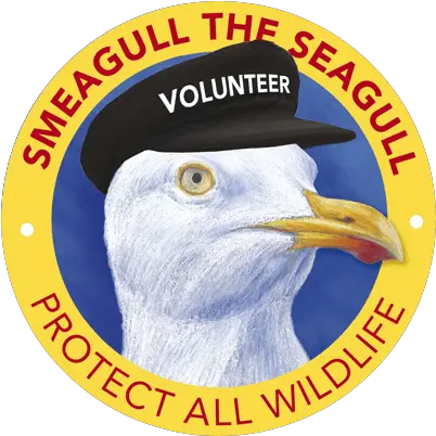 Home Page Smeagull The Seagull Photo Caption Png Seagull Icon