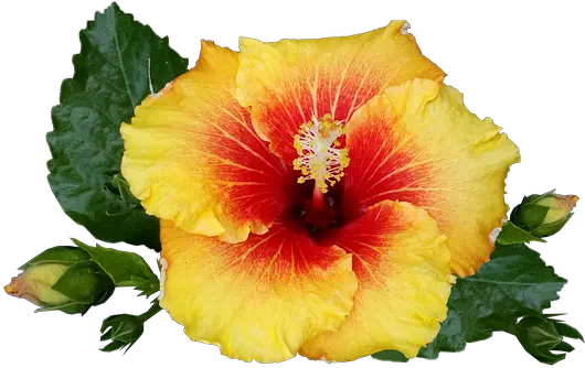 Download Hd Hibiscus Flower Tropical Plant Bloom Red Transparent Tropical Flower Png Tropical Flower Png