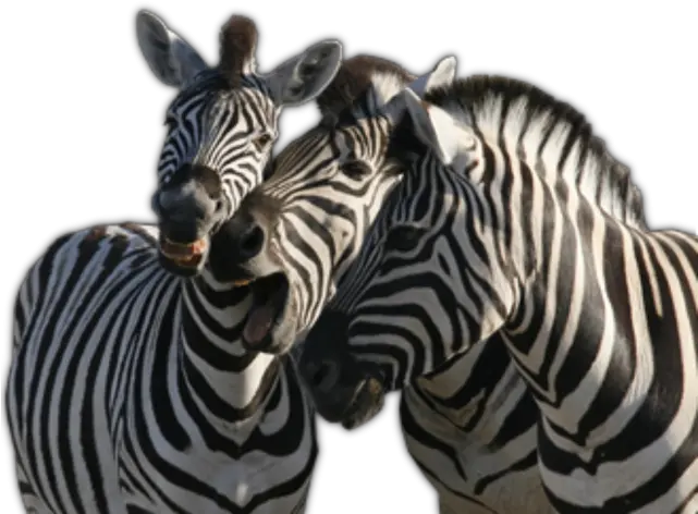 Zebra Png Transparent Background Image Zebra Zebra Transparent Background