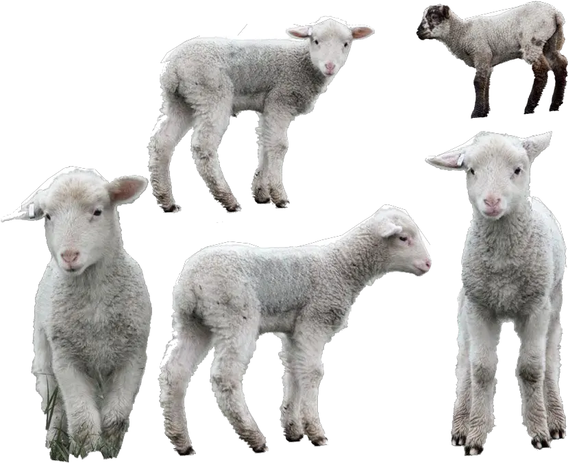Lamb High Quality Png Sheep Lamb Png