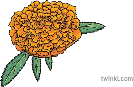 Dead Bingo English Marigold Flower Ks1 Sunflower Png Dead Flowers Png