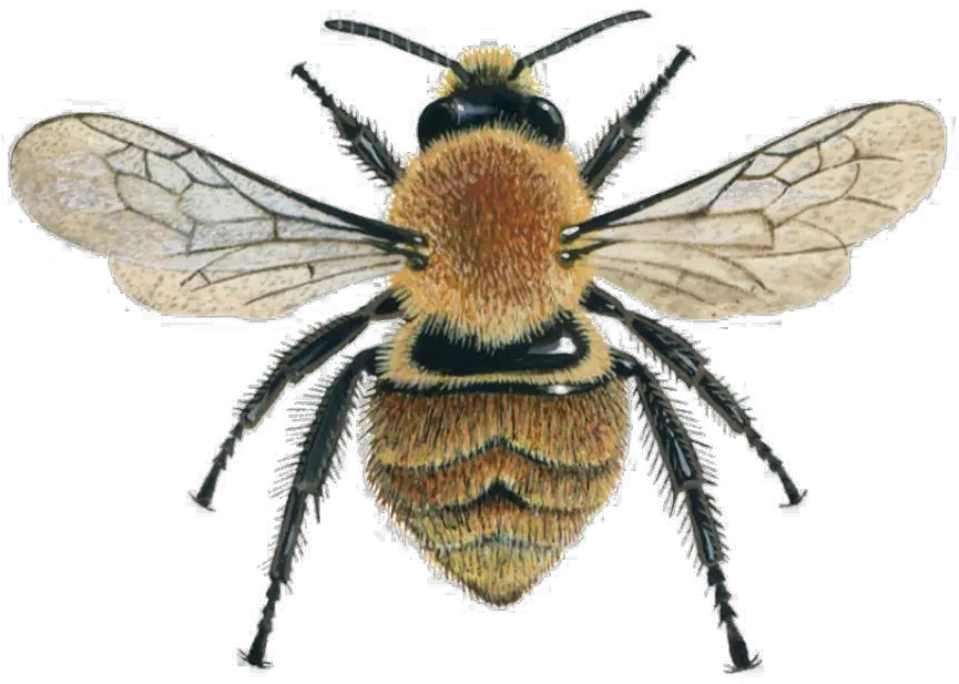 Bee Png Image File Bumble