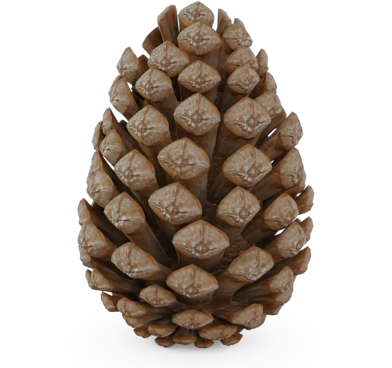 Pinecone Png Transparent Pine Cone Free 3d Model Pine Cone Png