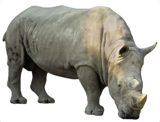 Rhino Png Images Free Download Rhino Rhino Png