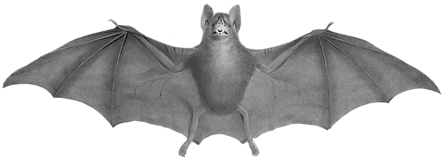 Bat Clipart 19th Century Bat Png Halloween Bat Png