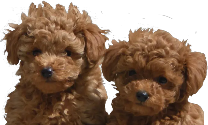 Download Hd Adanac Poodles Of Canada Toy Poodle For Sale Toy Poodle Puppy Png Poodle Png