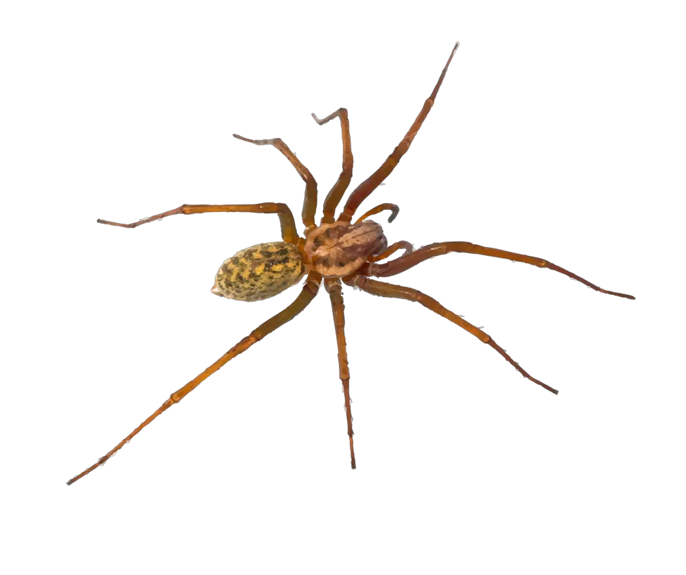 Download Bugs Png Image Free Transparent Png Images Icons Portable Network Graphics Tarantula Png