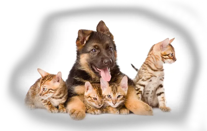 Bengal Cat And Dog Transparent Background Cats And Dogs Png Cat Head Png