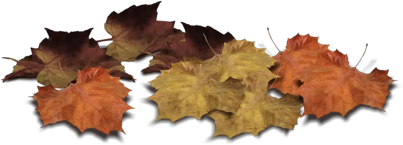 Leaf Png Leaves Images Download Free Autumn Leaves Piles Png Transparent Tree Leaves Png