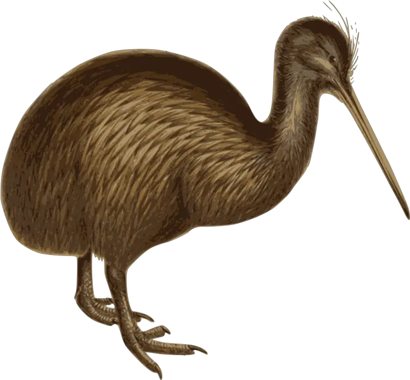 Emu Bird Common Ostrich Southern Brown Kiwi Cuckoo Birds Birds In White Background Png Kiwi Bird Png