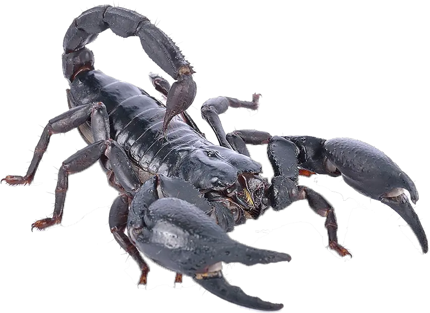 Poisonous Scorpion Png Photo Scorpions Scorpion Png