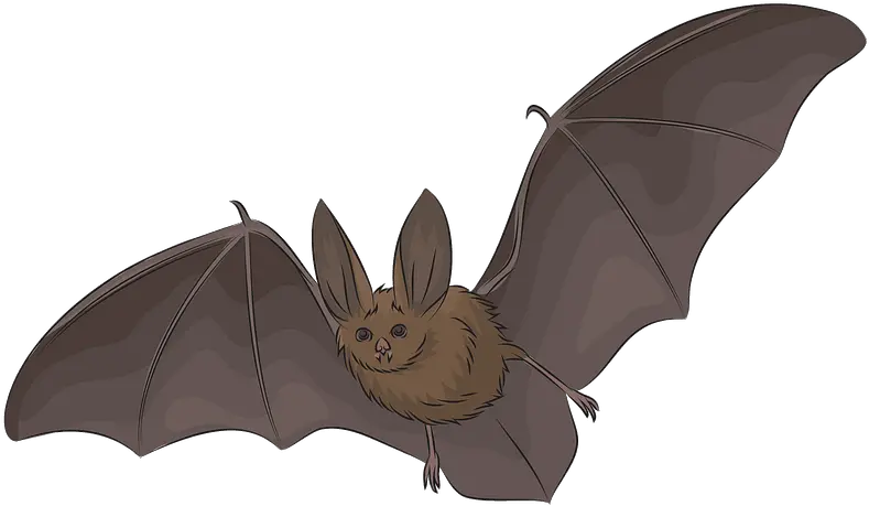 Townsendu0027s Big Eared Bat Clipart Free Download Transparent Big Brown Bat Png Bat Clipart Png