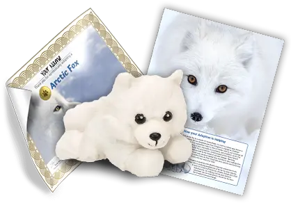 The Amazing Arctic Earth Rangers Adoption Kit Png Arctic Fox Png
