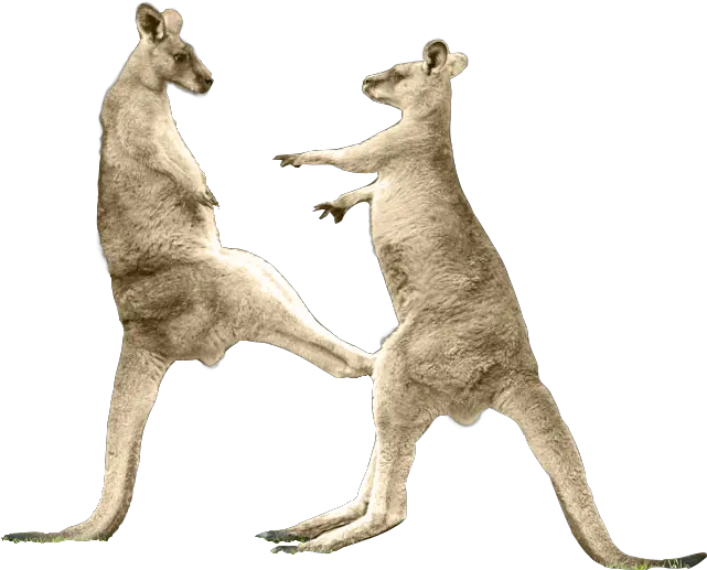 Download Kangaroo Kick Png Full Size Png Image Pngkit Kangaroo Boxing Png Kangaroo Transparent