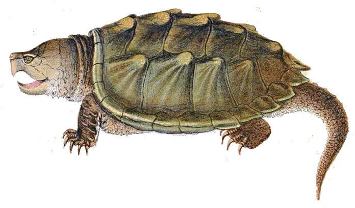 Snapping Turtle Png Transparent Images All Snapping Turtle Transparent Background Alligator Transparent Background