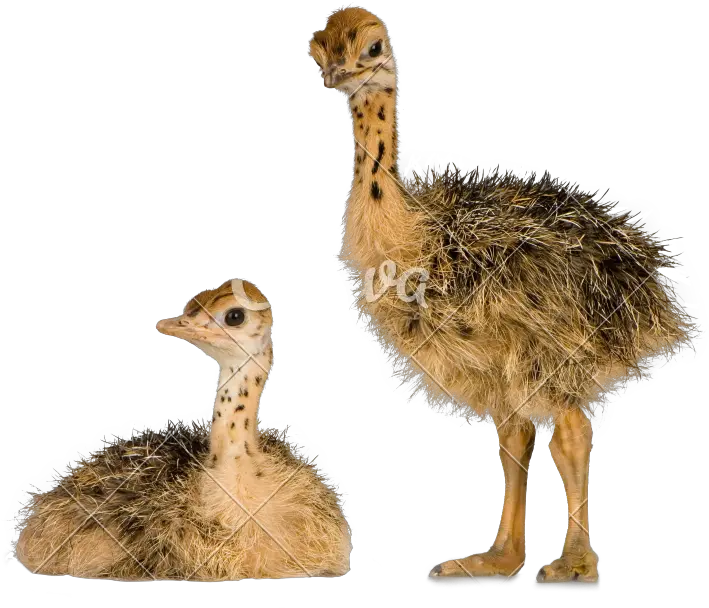 Ostrich Animal Png Images With Alpha Transparent Background Transparent Ostrich Egg Png Images Transparent Backgrounds