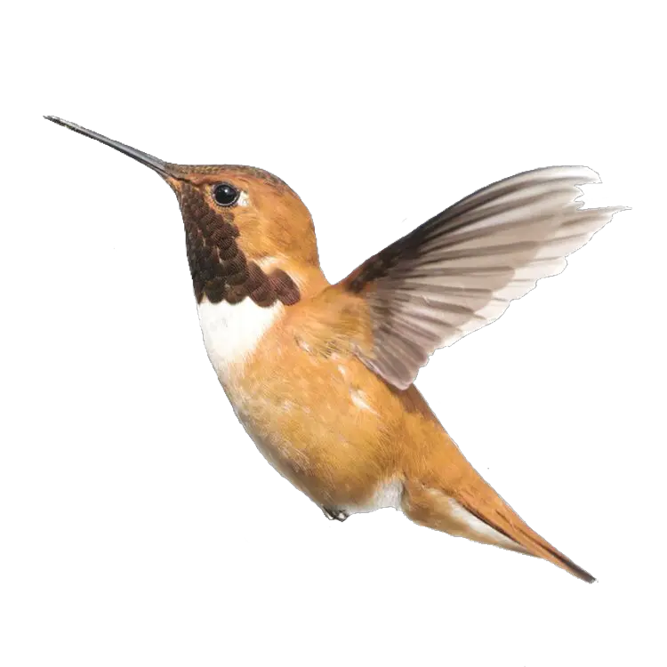 Hummingbird Bird Pngs Png Lovelypngs Usewithcredit Bird Pngs Hummingbird Png