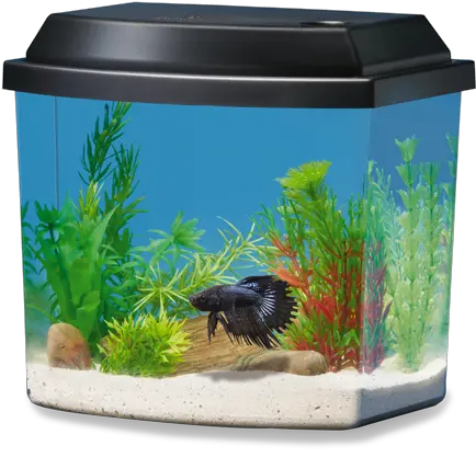 Betta Fish Tanks And Plus Decorate A Betta Fish Tank Png Fish Bowl Transparent Background