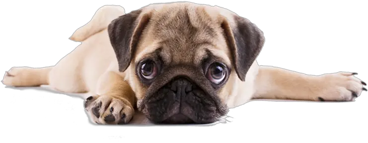 Pug Png Free Download Arts Pug Png Pug Transparent Background