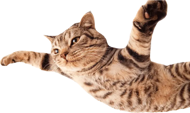 Hd Cat Flying800png Funny Cats White B 1180739 Png Flying Cat No Background Cat With Transparent Background