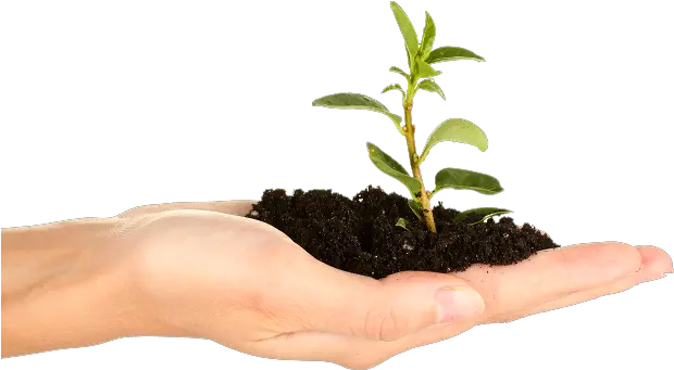 Soil In Hand Png Plant Hand Png Plant Transparent