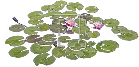 Lily Pads Png 6 Image Real Lily Pad Png Lily Pad Png