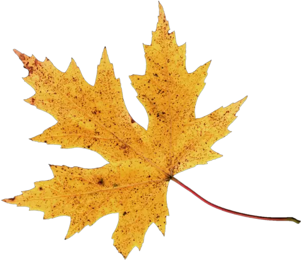 Autumn Leaf Png Image Leaves