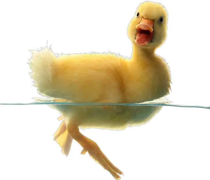 Duck In Water Png Baby Duck Pussy Lip Tacos Duck Transparent Background