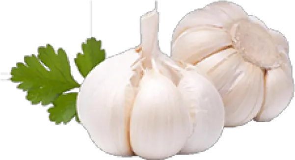 Garlic Free Png Image Download 23 Keep Cats Out Of Your Yard Garlic Png